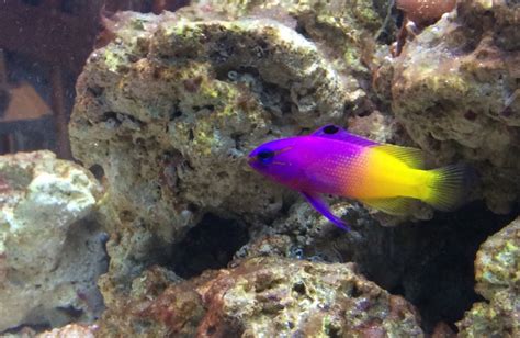 What are some of the prettiest reef safe fish you have in your tank..
